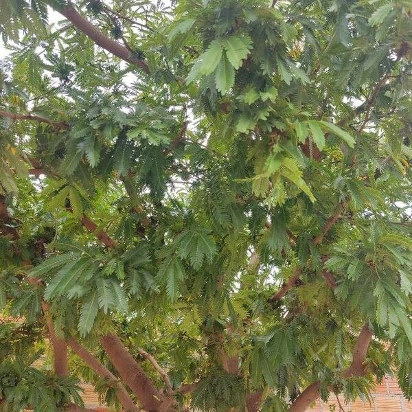 Cojoba arborea Leaf