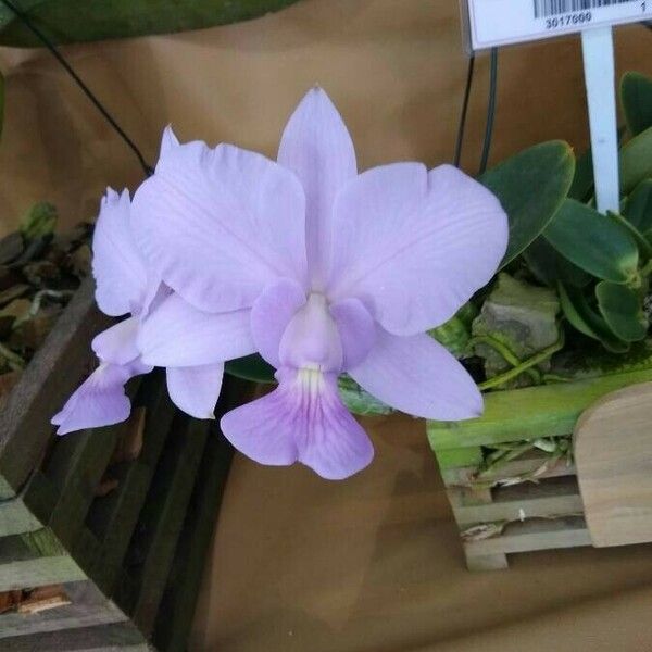 Cattleya walkeriana Flors