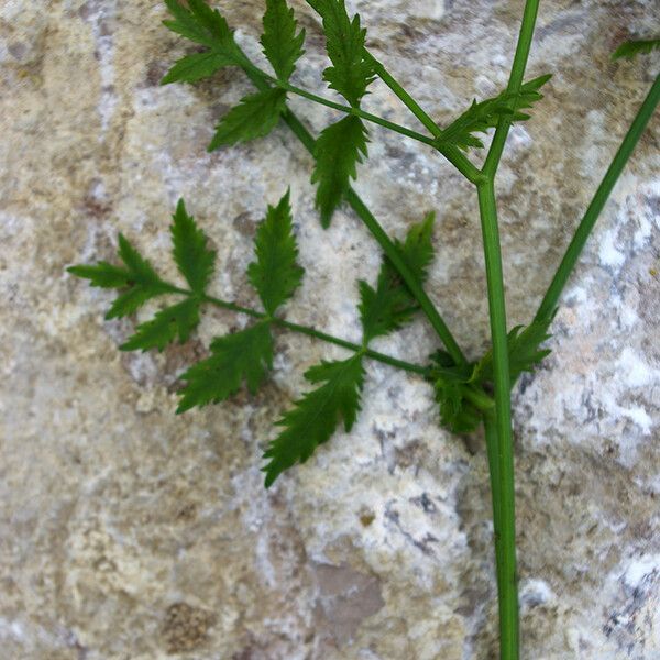 Berula erecta 葉