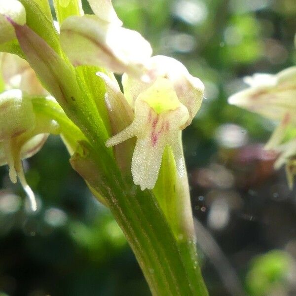 Neotinea maculata Blomst