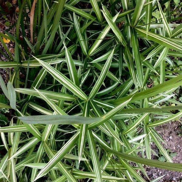 Phalaris arundinacea Leaf