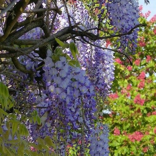 Wisteria sinensis ᱪᱷᱟᱹᱞᱤ