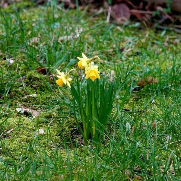 Narcissus pseudonarcissus Облик