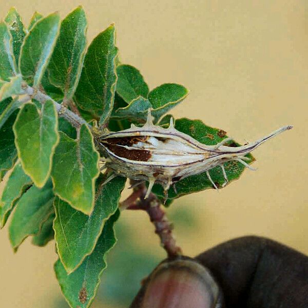 Glossonema boveanum Fruto