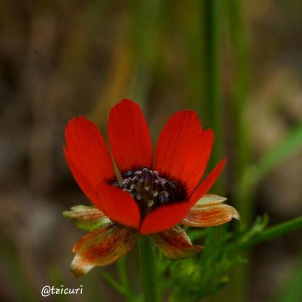 Adonis aestivalis Flor