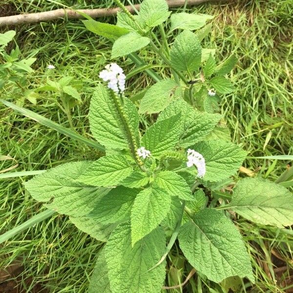 Heliotropium indicum Flower