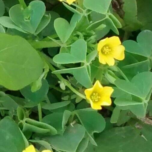 Oxalis dillenii Blüte