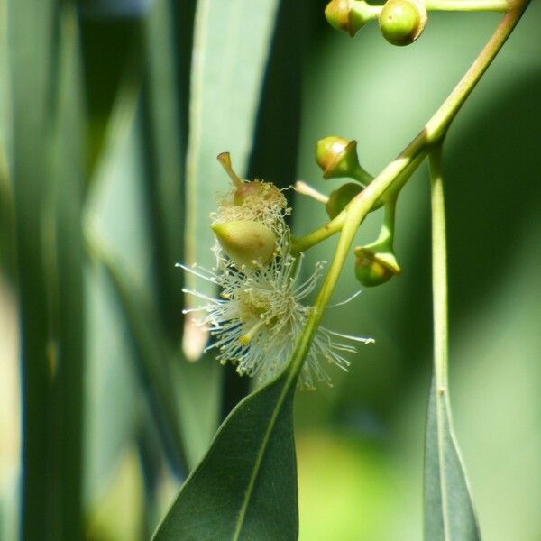 Eucalyptus tereticornis Kukka