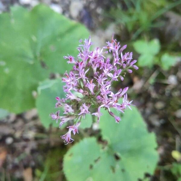 Adenostyles alpina Flower