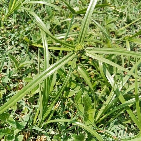 Cyperus aromaticus Folha