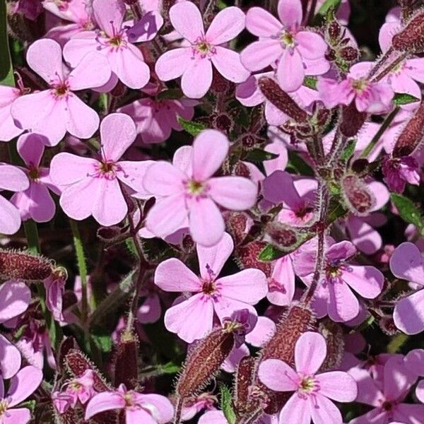 Saponaria ocymoides Kwiat