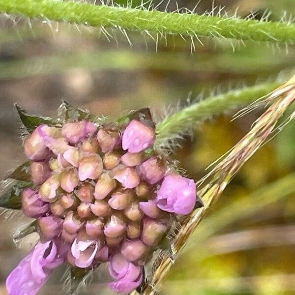 Knautia arvensis Flower