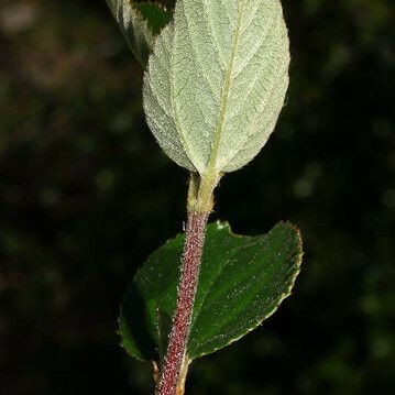 Ceanothus tomentosus Corteccia