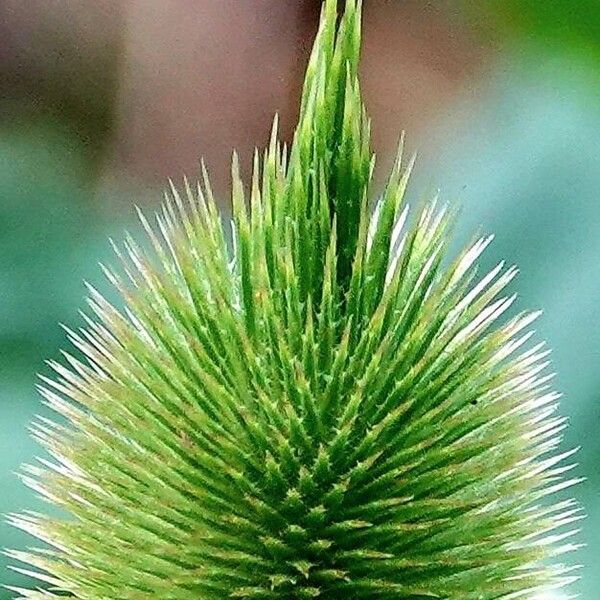 Dipsacus fullonum Flower