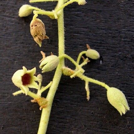 Heritiera littoralis Blomma