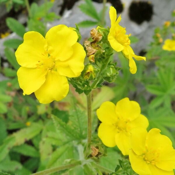 Potentilla recta Çiçek