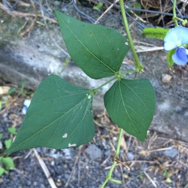Psophocarpus tetragonolobus পাতা