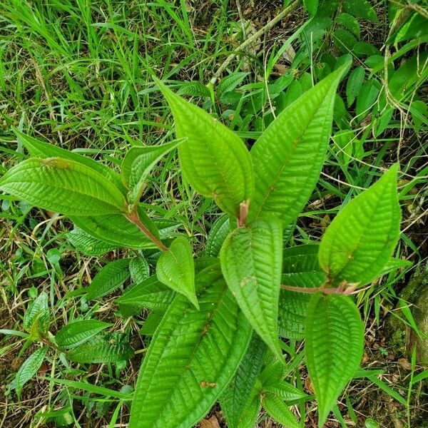 Miconia ibaguensis List