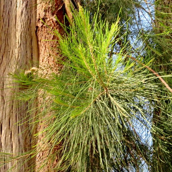 Casuarina cunninghamiana Levél