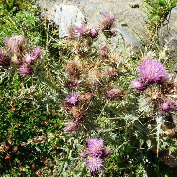 Carduus carlinoides Flower