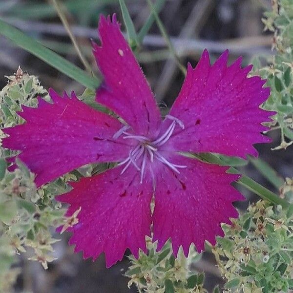Dianthus carthusianorum Λουλούδι