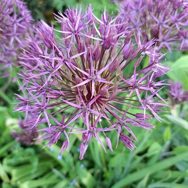 Allium nigrum Blüte