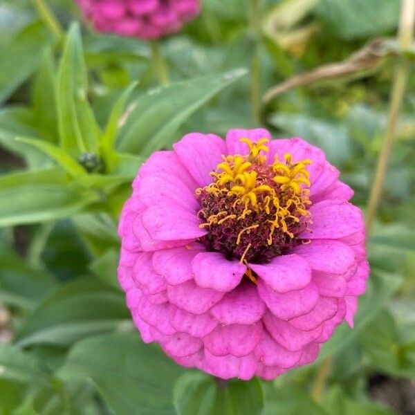 Zinnia elegans Квітка