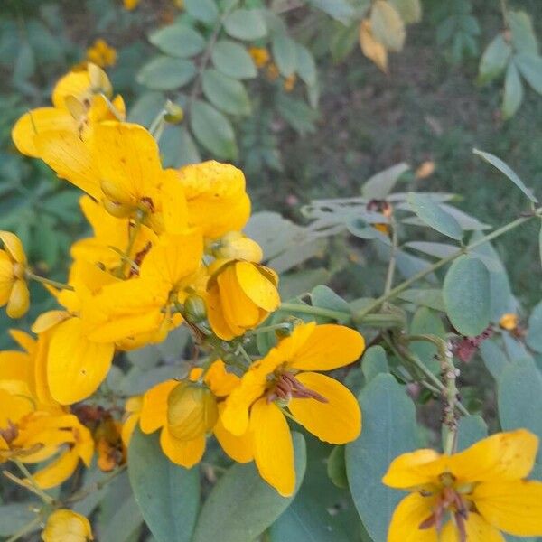 Senna occidentalis Flower