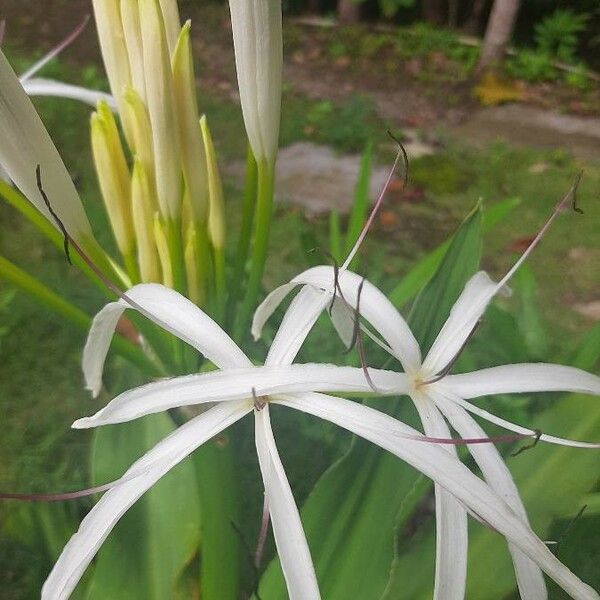 Crinum americanum Fiore