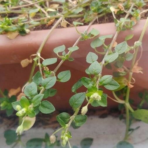 Cerastium brachypetalum Leaf