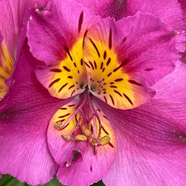 Alstroemeria ligtu Fiore