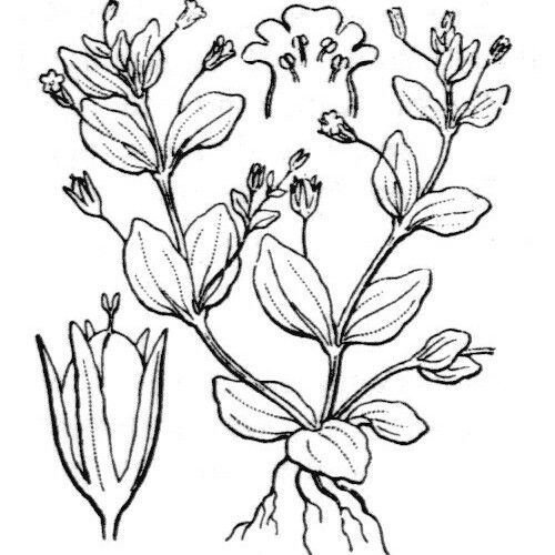 Lindernia procumbens Máis