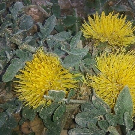 Centaurea eriophora Žiedas