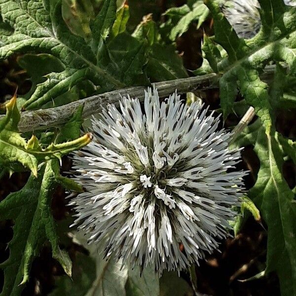 Echinops sphaerocephalus Blomst