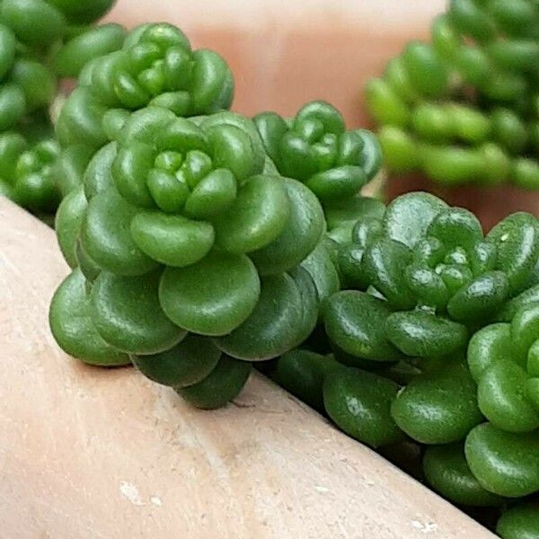 Sedum oreganum Levél