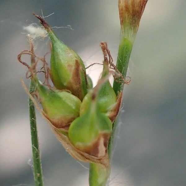 Carex distans Fruit