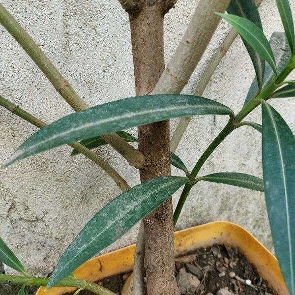 Nerium oleander Rhisgl