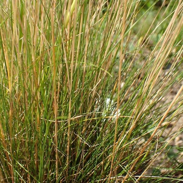 Festuca filiformis Hàbitat