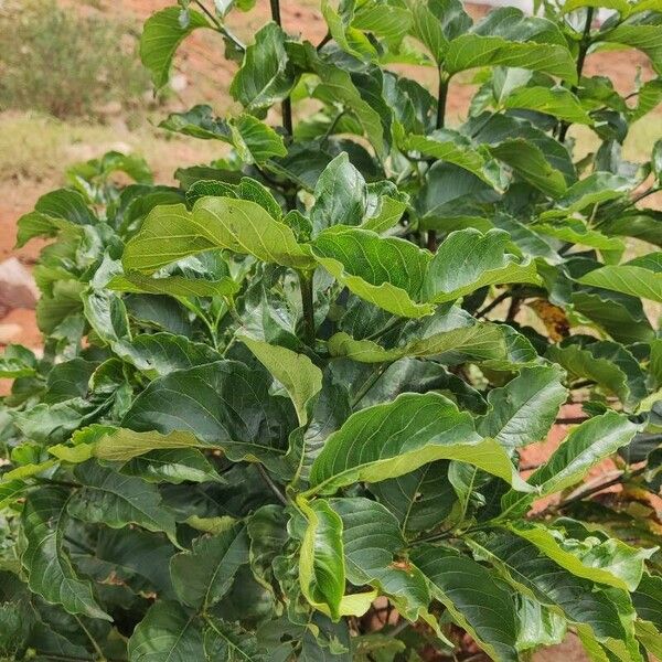 Croton megalocarpus Feuille