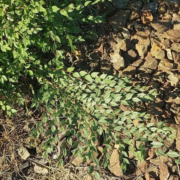 Ulmus pumila Habit