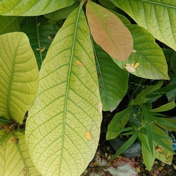 Madhuca longifolia Folio