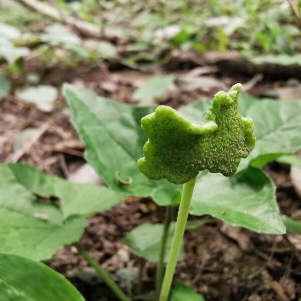 Dorstenia contrajerva Kvet