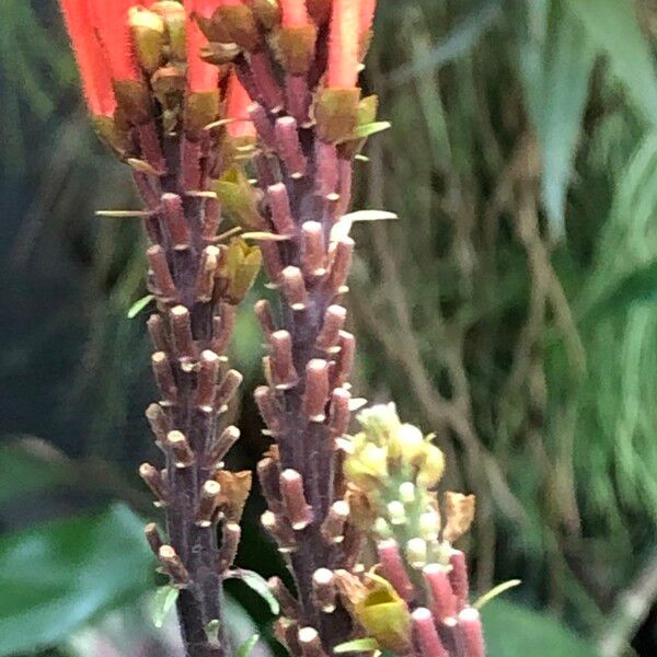 Scutellaria costaricana ফল