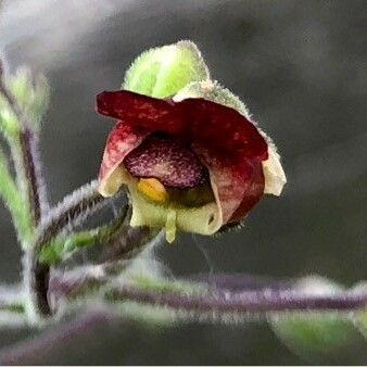 Scrophularia nodosa Flor