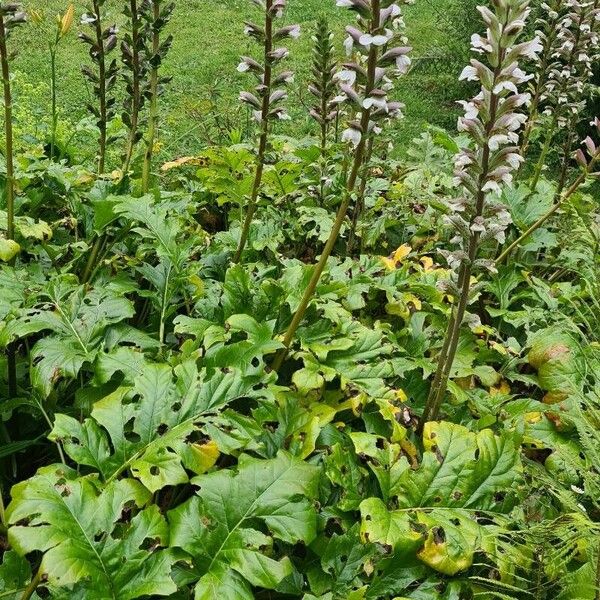 Acanthus mollis Blatt