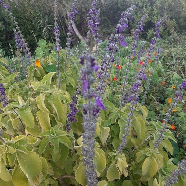 Plectranthus barbatus Õis