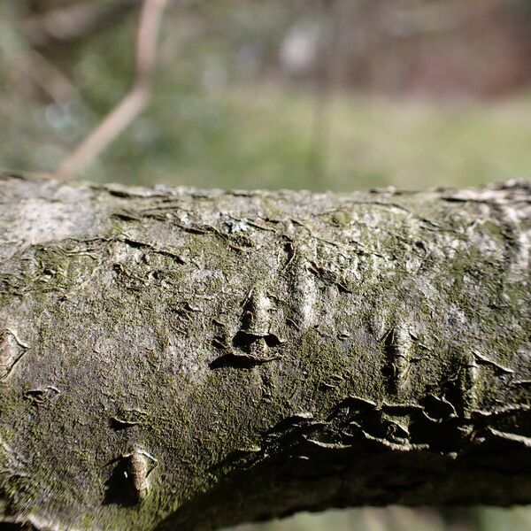 Corylus avellana Corteccia