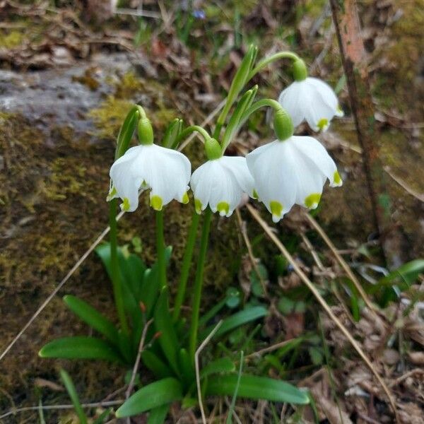 Leucojum vernum Floare