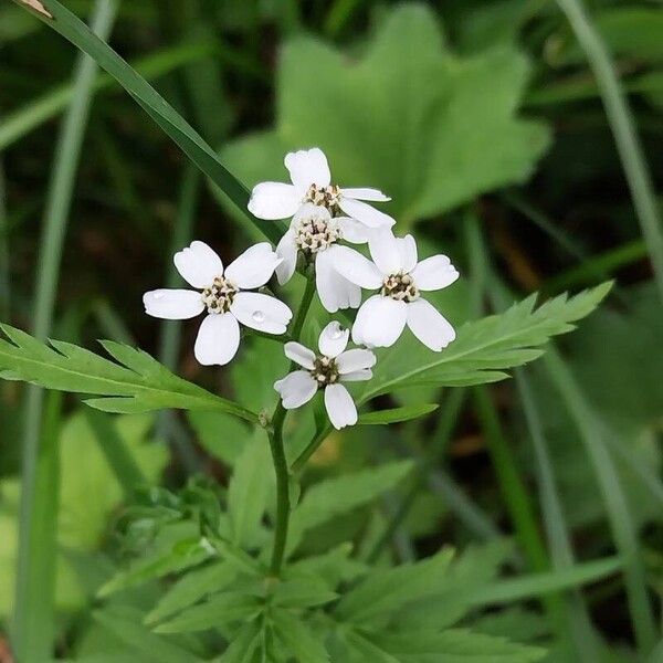 Achillea macrophylla Žiedas