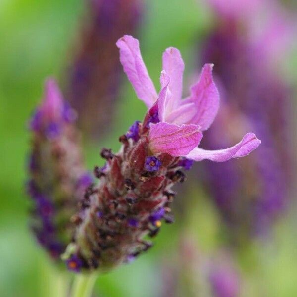 Lavandula stoechas Ostatní